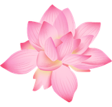 Lotus pink flower