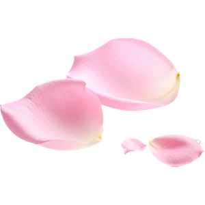 Pink petals